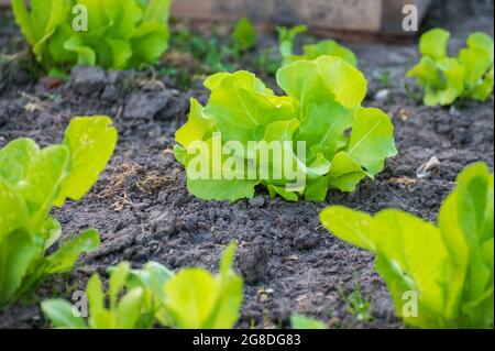 Öko-Landwirtschaft in den Niederlanden, Plantagen von jungen grünen Salatsalatpflanzen, gesunde Bio-Lebensmittel aus dem eigenen Garten Stockfoto
