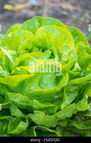 Öko-Landwirtschaft in den Niederlanden, Plantagen von jungen grünen Salatsalatpflanzen, gesunde Bio-Lebensmittel aus dem eigenen Garten Stockfoto