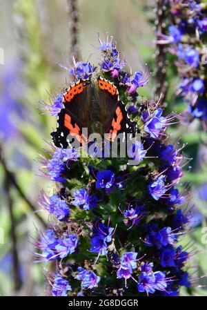 Kanarienadmiral, Kanarischer Admiral, Vanessa vulcania, vörös admirálislepke, Madeira, Portugal, Europa Stockfoto