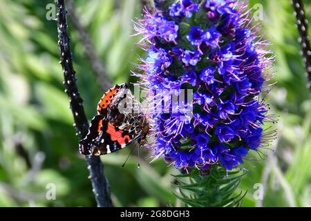 Kanarienadmiral, Kanarischer Admiral, Vanessa vulcania, vörös admirálislepke, Madeira, Portugal, Europa Stockfoto