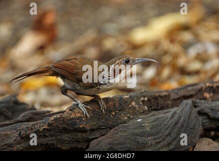 Großer Scimitar-Schwätzer (Pomatorhinus hypoleucos tickelli), Erwachsener, der auf verrotteten Baumstamm von Kaeng Krachan, Thailand, steht Februar Stockfoto