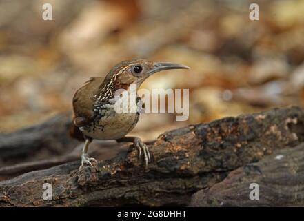 Großer Scimitar-Schwätzer (Pomatorhinus hypoleucos tickelli), Erwachsener, der auf verrotteten Baumstamm von Kaeng Krachan, Thailand, steht Februar Stockfoto