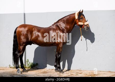 Ganzkörperportrait eines alten, braunen spanischen Pferdes mit gesunkenem Rücken, der im Sonnenlicht steht Stockfoto