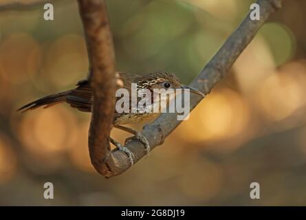 Großer Scimitar-Schwätzer (Pomatorhinus hypoleucos tickelli), Erwachsener auf der Weinrebe Kaeng Krachan, Thailand Februar Stockfoto