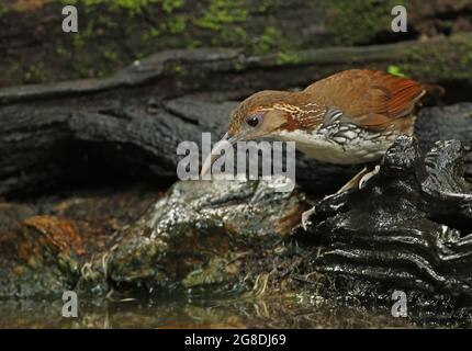 Großer Scimitar-Schwätzer (Pomatorhinus hypoleucos tickelli) Erwachsener am Waldwasserloch Kaeng Krachan, Thailand November Stockfoto