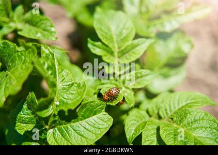 Kartoffelkäfer auf Kartoffelblättern in der Natur. Parasiten in der Landwirtschaft Stockfoto