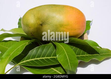 Köstliche Kesar Mango Sorte aus Teilen von Gujarat und maharastra. Gir Wald berühmte Arten von König der Früchte Mangos genannt Kesar keri Mango mit m Stockfoto