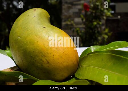 Köstliche Kesar Mango Sorte aus Teilen von Gujarat und maharastra. Gir Wald berühmte Arten von König der Früchte Mangos genannt Kesar keri Mango mit m Stockfoto