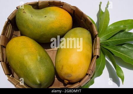 Köstliche Kesar Mango Sorte aus Teilen von Gujarat und maharastra. Gir Wald berühmte Arten von König der Früchte Mangos genannt Kesar keri Mango mit m Stockfoto