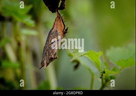 Chrysalis der Pfauenraupe, wenige Tage bevor der Schmetterling auftauchte, mit dem Thinen der äußeren Schicht von Chrysalis, die den Schmetterling zeigt Stockfoto