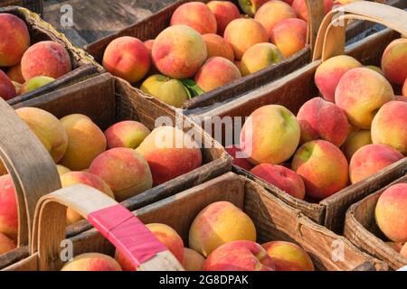 Frische Pfirsiche aus Ontario im Korb, die auf dem Bauernmarkt zum Verkauf angeboten werden Stockfoto