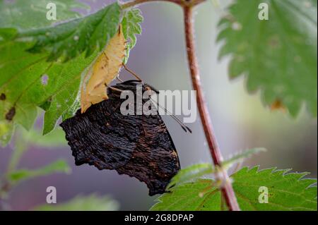 Neu aufgetauchte Pfauenfalter, aglais io, hält sich an einer leeren Chrysalis-Schale fest Stockfoto