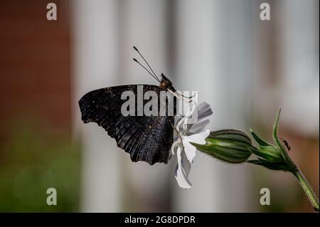 Der neu auftauchte Pfauenschmetterling, Aglais io, ruht auf einer weißen Blume Stockfoto