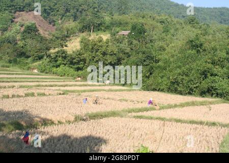 Landarbeiter ernten Reis von Hand, Nordthailand Stockfoto