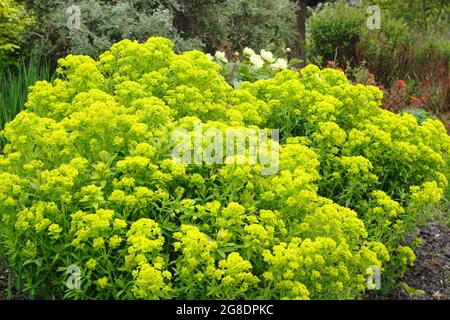 Der Sumpfspurg, die Pufelusblume, befindet sich in einer Gartenrandung, an der charakteristische saure grüne Blütenstände zu sehen sind. VEREINIGTES KÖNIGREICH Stockfoto