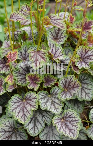 Heuchera 'Green Spice' mit charakteristischen grün-violetten Blättern Stockfoto