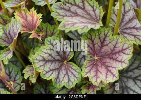 Heuchera 'Green Spice' mit charakteristischen grün-violetten Blättern Stockfoto