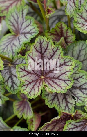 Heuchera 'Green Spice' mit charakteristischen grün-violetten Blättern Stockfoto