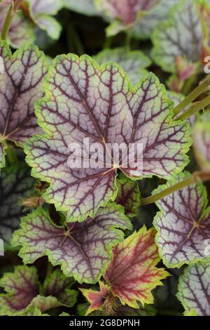 Heuchera 'Green Spice' mit charakteristischen grün-violetten Blättern Stockfoto