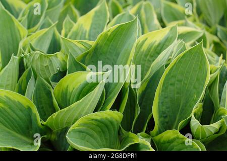 Hosta fortunei 'Aureomarginata', eine Seerosenpflanze mit charakteristischen goldbesäumten Blättern Stockfoto