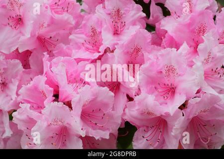 Rhododendron 'Pink Pearl' zeigt im Frühling charakteristische auffällige rosa Blüten. VEREINIGTES KÖNIGREICH Stockfoto