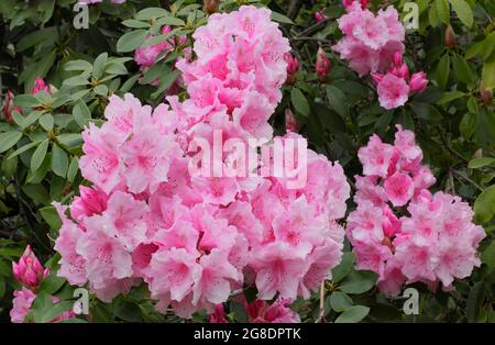 Rhododendron 'Pink Pearl' zeigt im Frühling charakteristische auffällige rosa Blüten. VEREINIGTES KÖNIGREICH Stockfoto