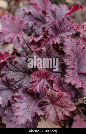 Heuchera „Purple Petticoats“ mit charakteristischen, tief purpurfarbenen Schnürsenkeln. VEREINIGTES KÖNIGREICH Stockfoto