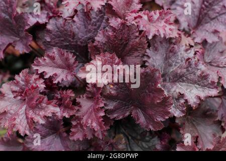 Heuchera „Purple Petticoats“ mit charakteristischen, tief purpurfarbenen Schnürsenkeln. VEREINIGTES KÖNIGREICH Stockfoto