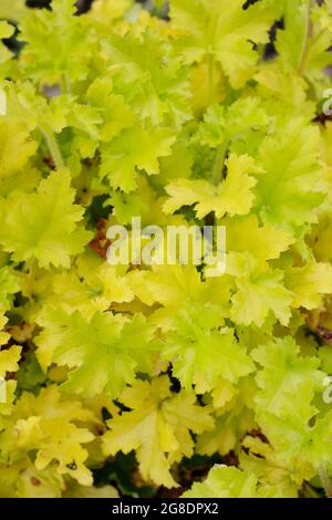 Heuchera „Limone Marmalade“-Blätter. Korallenglocken. Alaun-Wurzel Stockfoto