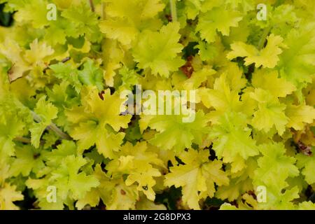 Heuchera „Limone Marmalade“-Blätter. Korallenglocken. Alaun-Wurzel Stockfoto