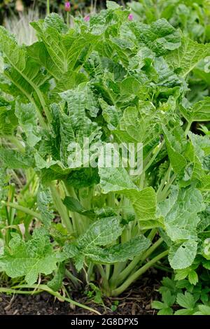 Crambe cordifolia - großer Meereskohl in einem Landhausgarten Grenze vor der Blüte Stockfoto