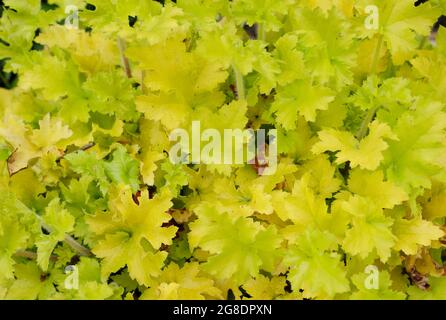 Heuchera „Limone Marmalade“-Blätter. Korallenglocken. Alaun-Wurzel Stockfoto