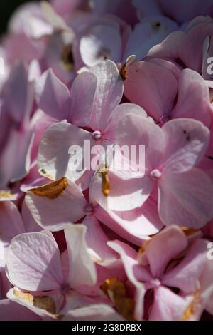 Vertikale Aufnahme von schönen rosa Hortensien Blumen Stockfoto
