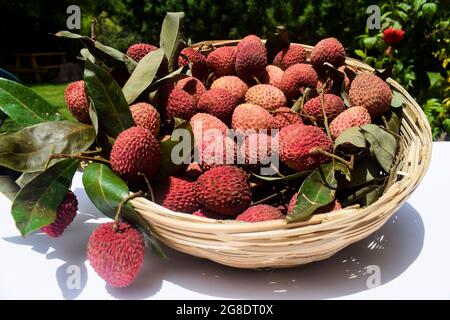 Seitenansicht von frisch gezupften Lychees-Früchten in einem Korb aus Korbbambus. Litchi Früchte Haufen mit Stielen von Leechi Blätter auf Gras Natur im Freien Hintergrund. Stockfoto