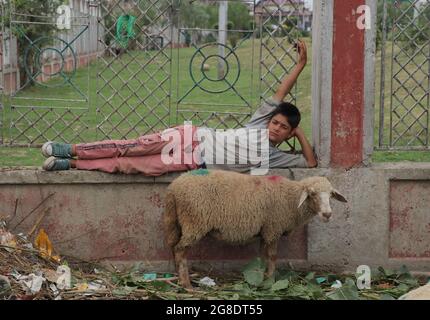 Srinagar, Kaschmir. Juli 2021. Ein kaschmirischer Junge ruht sich an einer Wand aus, während er sich auf einem Markt vor den Vorsorgen von Eid ul adha in Srinagar am 19. Juli 2021 um die Rinder kümmert. (Foto von Muhammad Manan/Pacific Press) Quelle: Pacific Press Media Production Corp./Alamy Live News Stockfoto