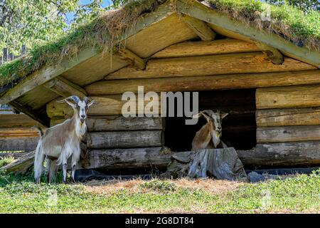 Ziegen auf dem „Goats on the Roof“ Emporium BoutiqueOld Country Market, Coombs, Vancouver Island, British Columbia, Kanada Stockfoto