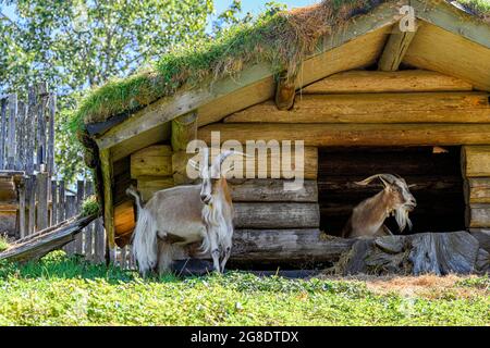 Ziegen auf dem „Goats on the Roof“ Emporium BoutiqueOld Country Market, Coombs, Vancouver Island, British Columbia, Kanada Stockfoto