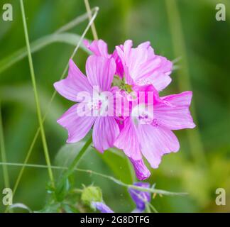 Schöne blühende rosafarbene Blume des Moschusmallow (Malva moschata), wild wachsend Stockfoto