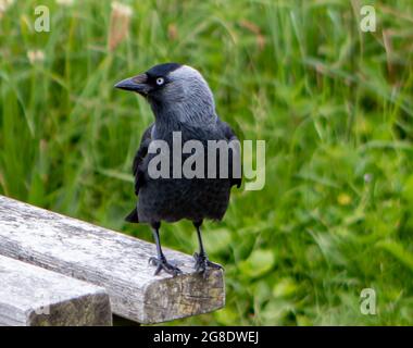 Selektiver Fokus eines schwarzen Vogels mit Kapuze, der auf einem rostigen Holzbrett im grünen Feld steht Stockfoto