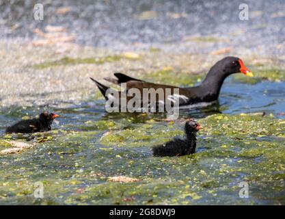 Nahaufnahme einer Gallinulenmutter mit Babys, die an einem Sommertag im moosigen Teich schwimmen Stockfoto