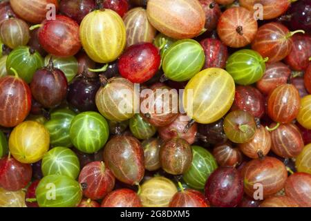 Reife helle süße, frische Stachelbeeren in verschiedenen Farben gelb, rot, grün, burgunderrot, aus nächster Nähe Stockfoto