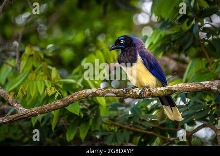 schwarzkehlchen-vogel - Cyanocorax affinis - thront auf einer Zweigaufnahme, aufgenommen in Panama Stockfoto