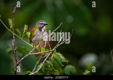 Der Buffkehlsaltator (Saltator maximus) ist ein samenfressender Vogel in der Tanagerfamilie Stockfoto