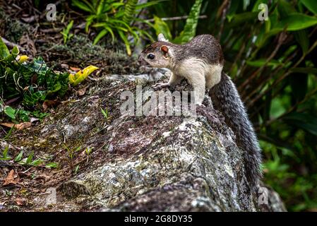 Buntes Eichhörnchen (Sciurus variegatoides), aufgenommen in Panama Stockfoto