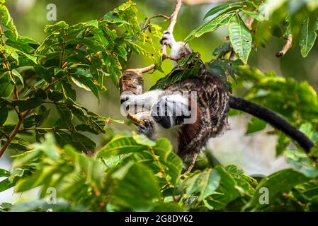 Geoffroys Tamarin-Affe sucht im Regenwald von Panama nach Nahrung Stockfoto