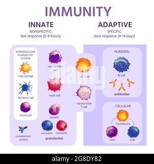 Angeborenes und adaptives Immunsystem. Infografik zur Immunologie mit Zelltypen. Immunantwort, Antikörperaktivierung, Lymphozyten-Vektor-Schema Stock Vektor