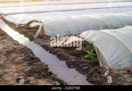 Offene Tunnelreihen von Kartoffelbüschen Plantage und einem mit Wasser gefüllten Bewässerungskanal. Frühe Kartoffeln unter schützender Kunststoffabdeckung wachsen. Greenho Stockfoto