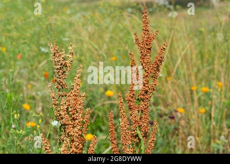 Curled Dock, Rumex Crispus Stockfoto