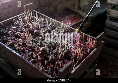 Kartoffelsamen in eine Schachtel sprühen. Insektenabweisende Chemikalien zum Schutz vor Schädlingen. Verbesserung der Effizienz der zukünftigen Ernte. Plant Immunity ag Stockfoto