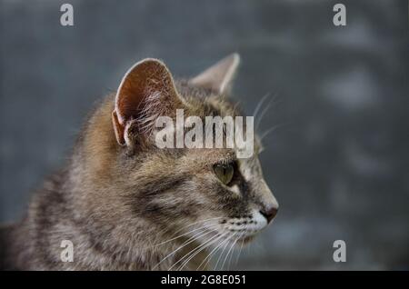 Hauskatzenkopf im Profil auf grauem Hintergrund. Tierportrait. Gestreift gestromte weibliche Kurzhaarkatze, die nach rechts schaut. Ruhe und Entspannung Stockfoto